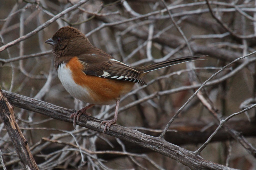 Eastern Towhee 2013-12-14_1.jpg